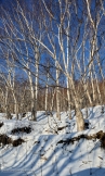 5III9049 cr_resize.JPG